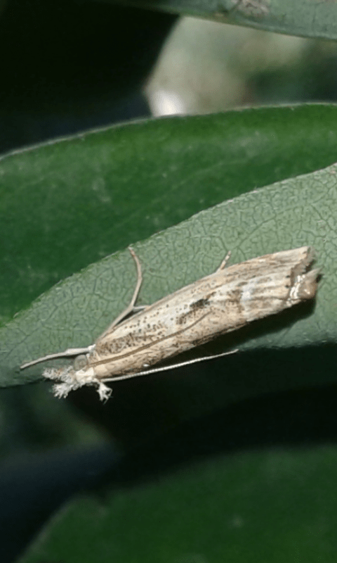 Crambidae : Agriphila cfr. geniculea?